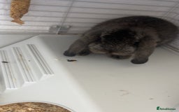 Mini Lop rabbits for sale: Mj and flop 💙 - Image 11