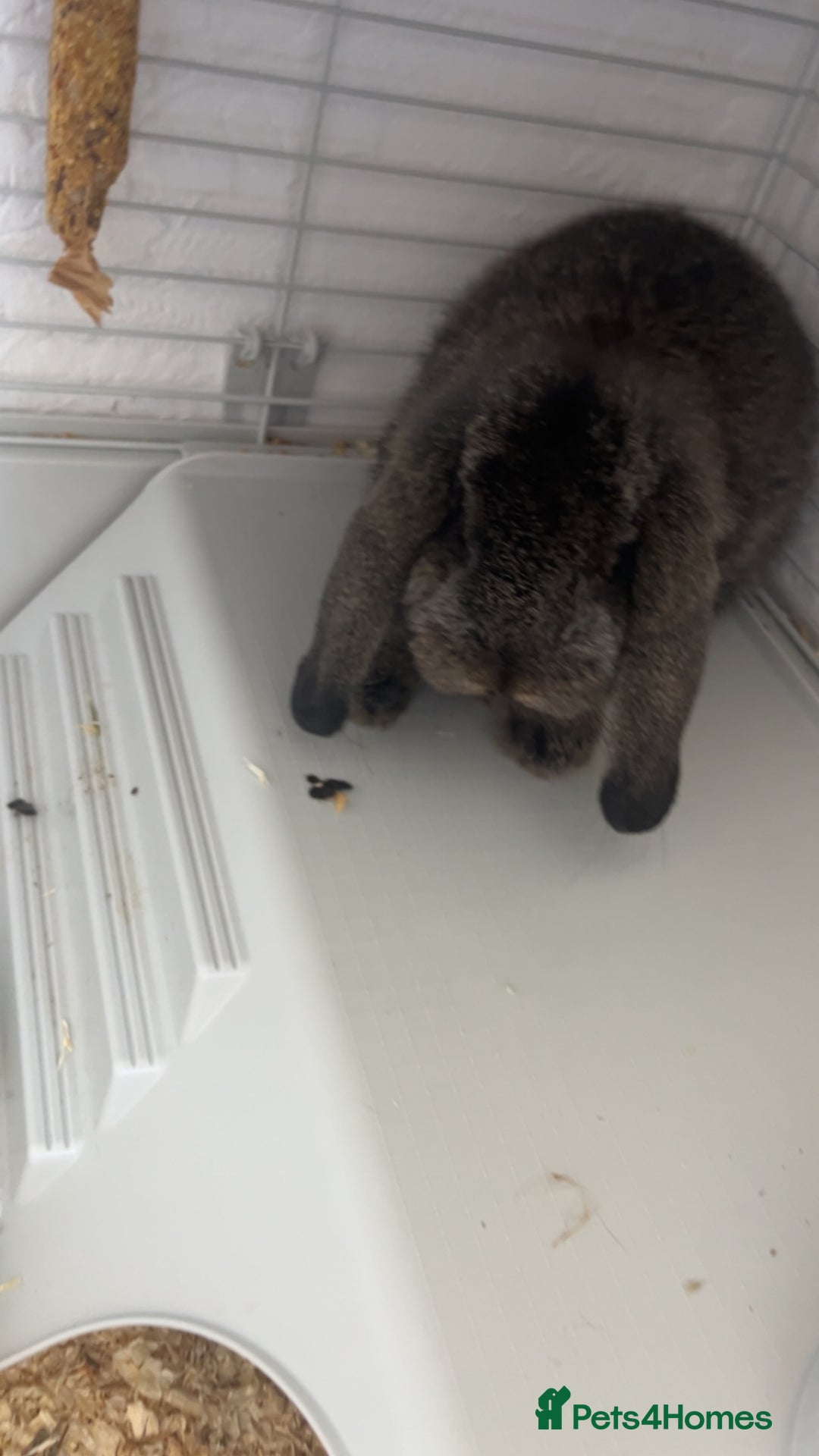 Mini Lop rabbits for sale: Mj and flop 💙 - Image 11