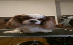 Cavalier King Charles Spaniel dogs for stud: Health Tested Stud Dog in Chesterfield - Image 14