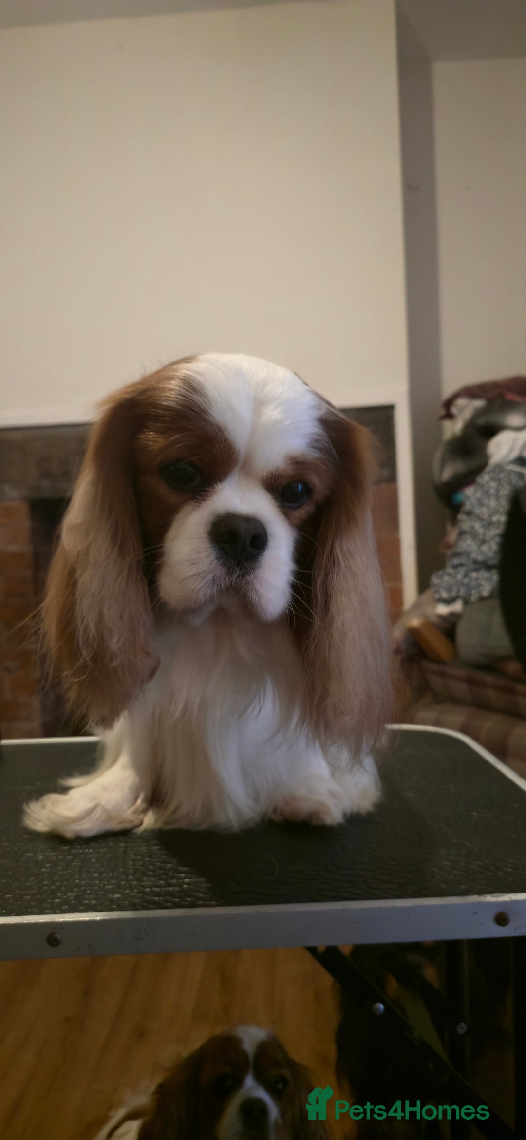 Cavalier King Charles Spaniel dogs for stud: Health Tested Stud Dog in Chesterfield - Image 14