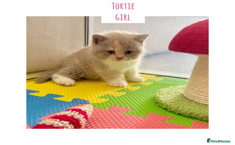 British Shorthair cats - Advert 16