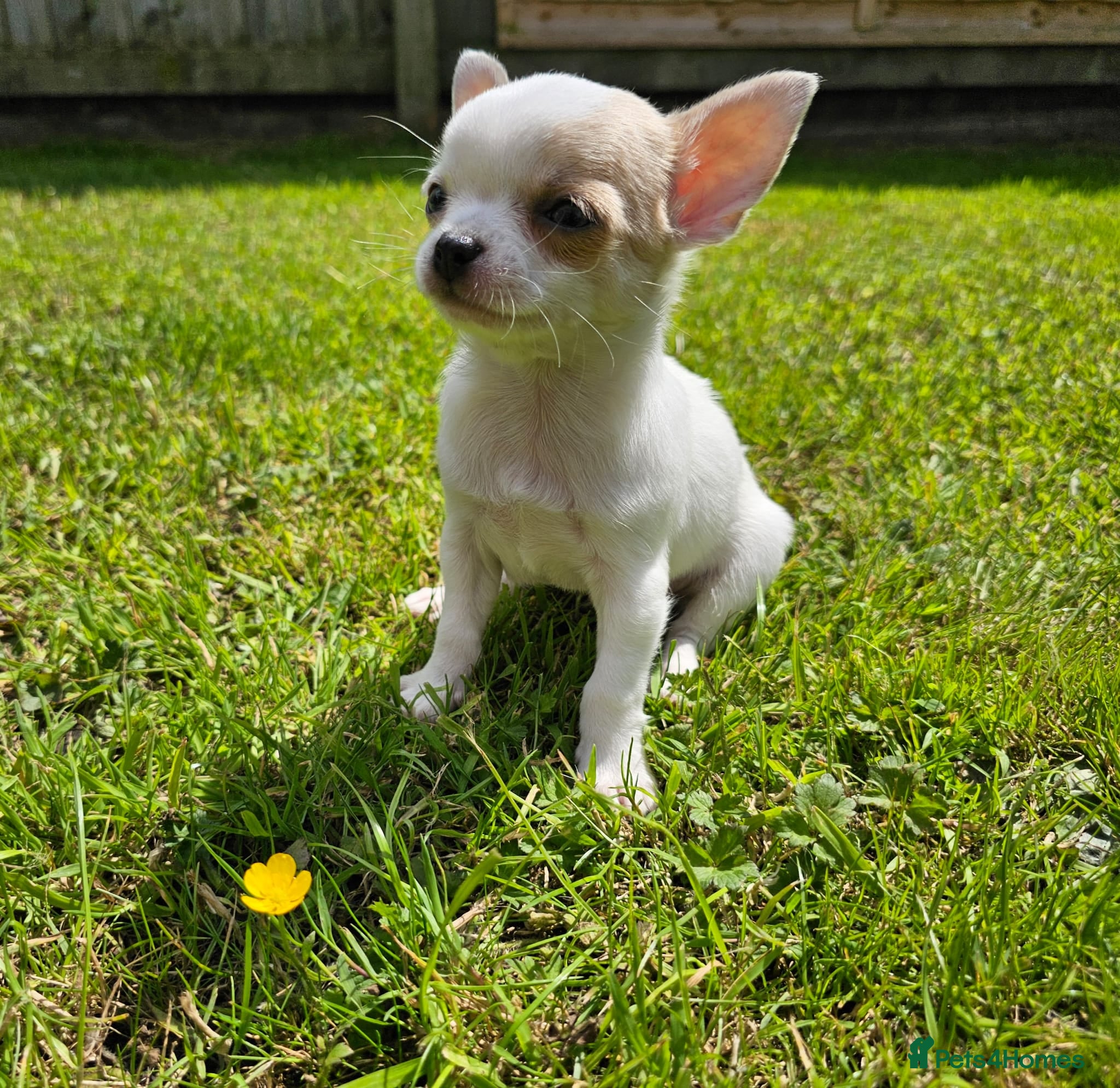 Chihuahua dogs Ready to leave Adorable Chihuahua puppies - Advert 12