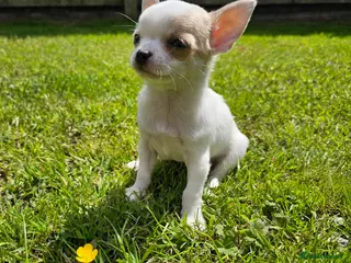 Chihuahua dogs Ready to leave Adorable Chihuahua puppies - Advert 12