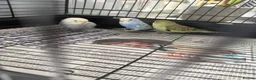 Budgerigars birds for sale: 3 baby budgies  - Advert 2