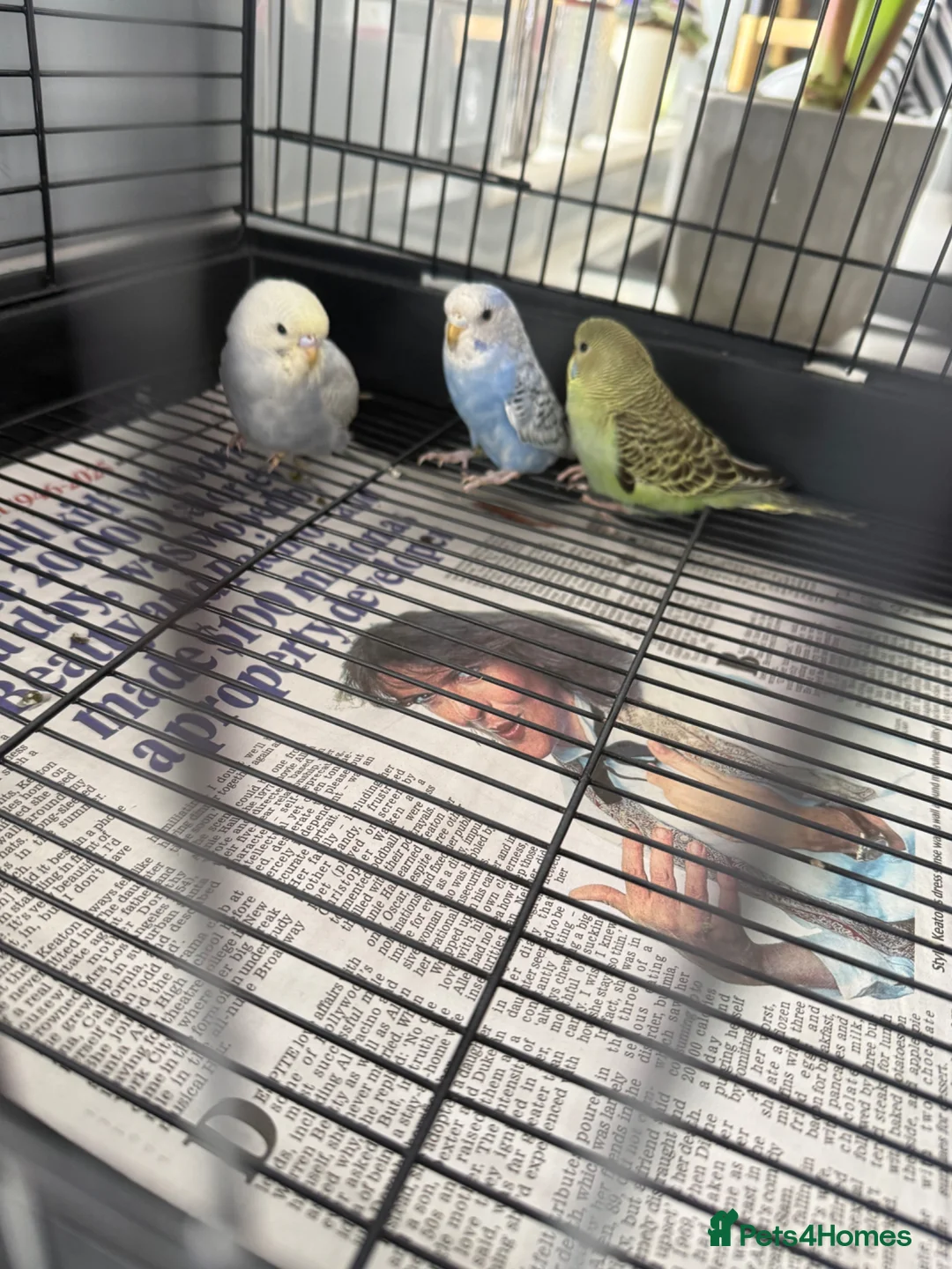 Budgerigars birds for sale: 3 baby budgies  - Advert 2