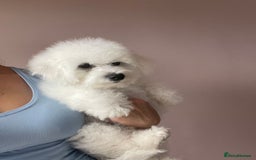 Bichon Frise dogs for sale: Bichon Frise Puppies  - Image 18