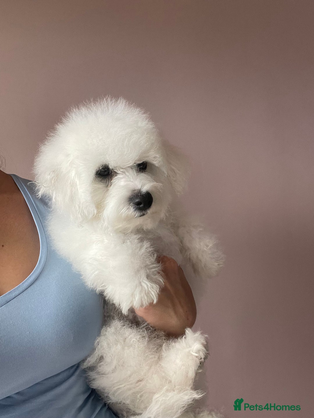 Bichon Frise dogs for sale: Bichon Frise Puppies  - Image 18