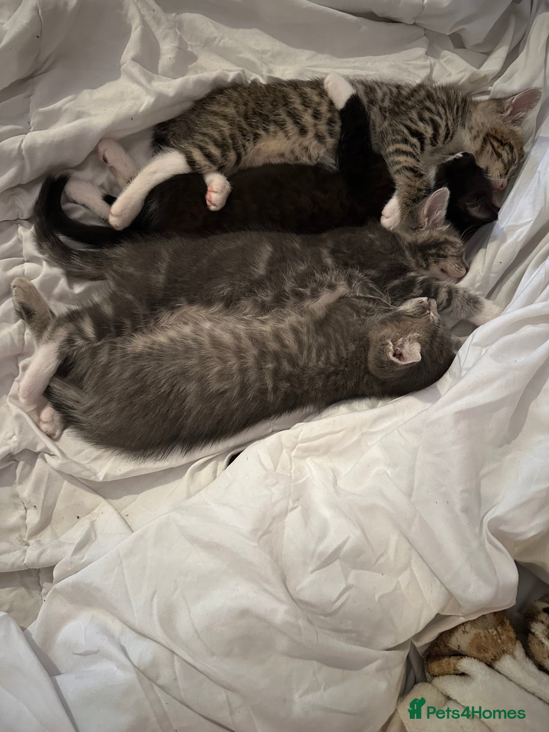 Mixed Breed cats for sale: Little ones are looking for home - Image 6