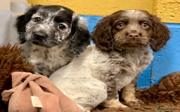 Cocker Spaniel dogs for sale: Cocker Spaniel puppies - Image 9
