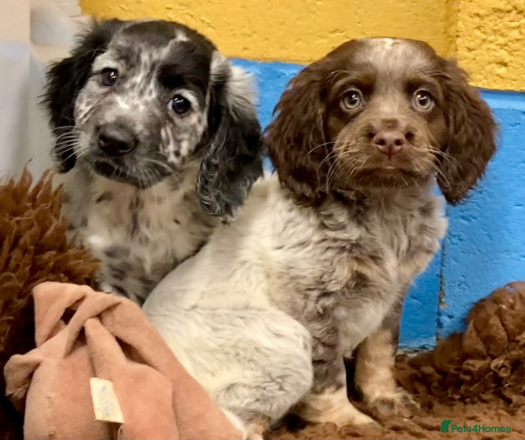 Cocker Spaniel dogs for sale: Cocker Spaniel puppies - Image 9