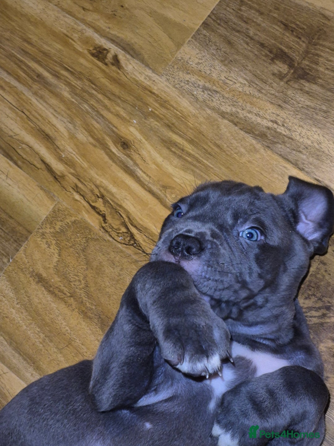 Cane Corso dogs for sale: Cute Baby Boy Cane Corso Pup - Advert 3