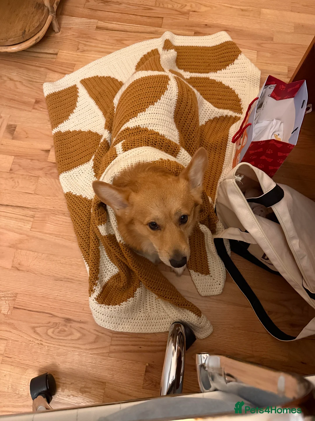 Welsh Corgi Pembroke dogs for sale: Seeking peaceful home and walks - Advert 4