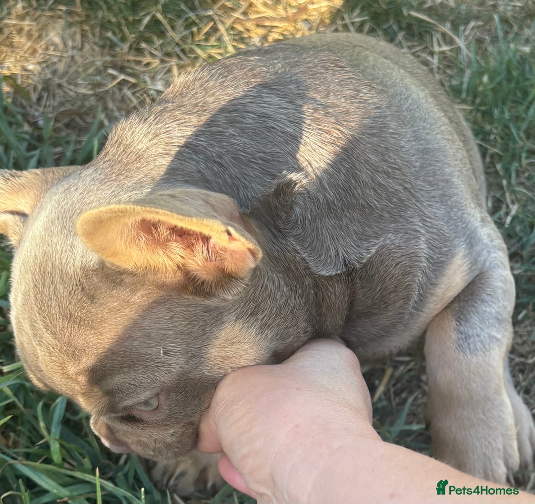 French Bulldog dogs for sale: Isabella wrapped in cream, fluffy carrier - Image 17