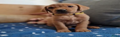 Springador 6