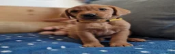 Springador dogs for sale: Wonderful Springador Puppies  - Advert 11