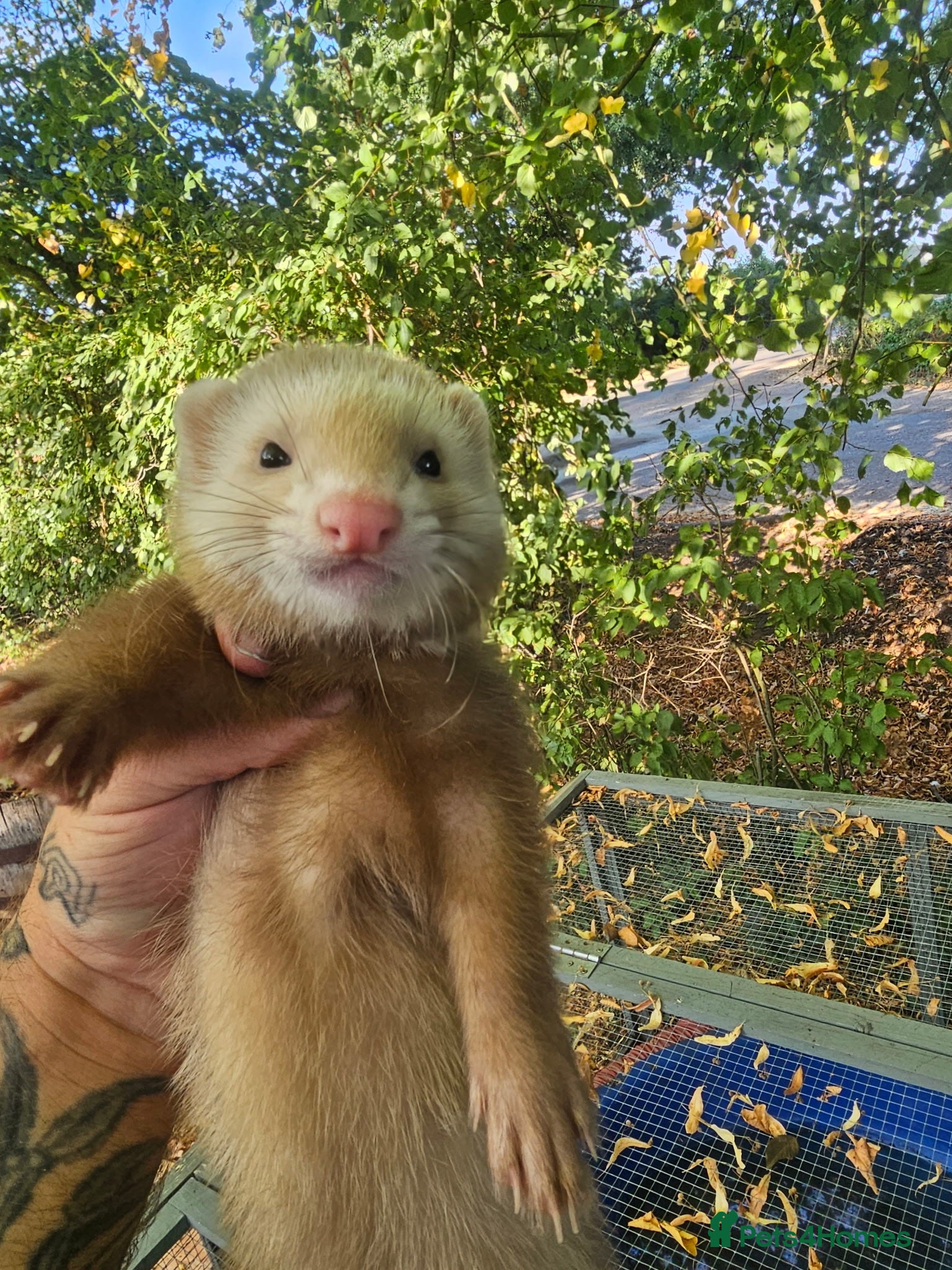 Ferret rodents Hobbs for sale - Advert 1