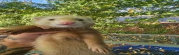 Ferret rodents for sale: Ready in 3 weeks - Advert 1