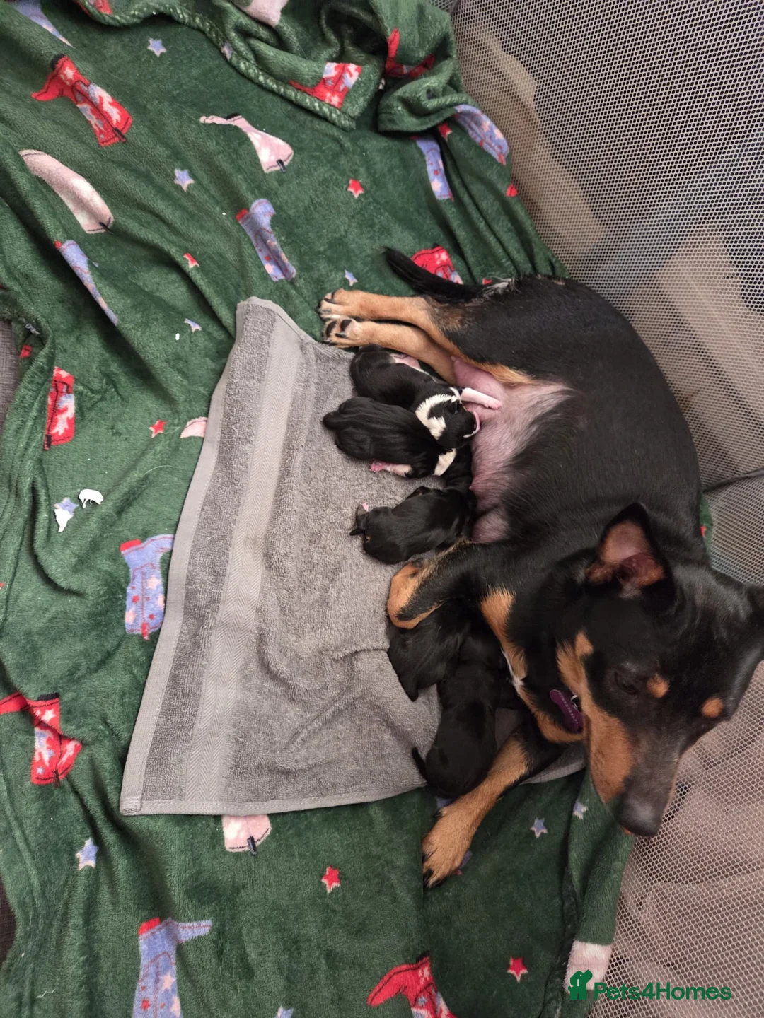 Mixed Breed dogs for sale: Mixed breed  puppies  in Southampton - Advert 2