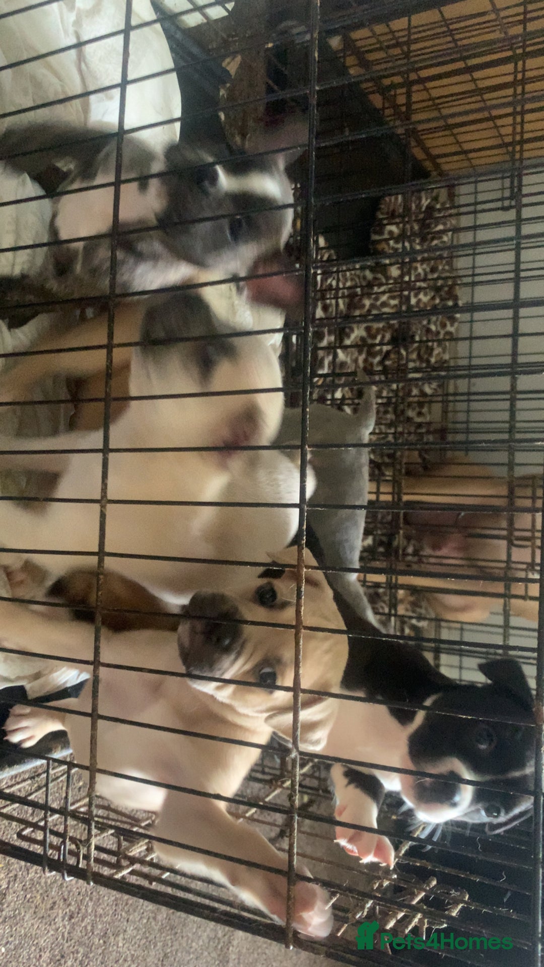Mixed Breed dogs for sale: French bulldog x staffy - Image 5