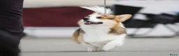 Welsh Corgi Pembroke dogs for stud: Kc reg Serbian import for stud - Advert 3