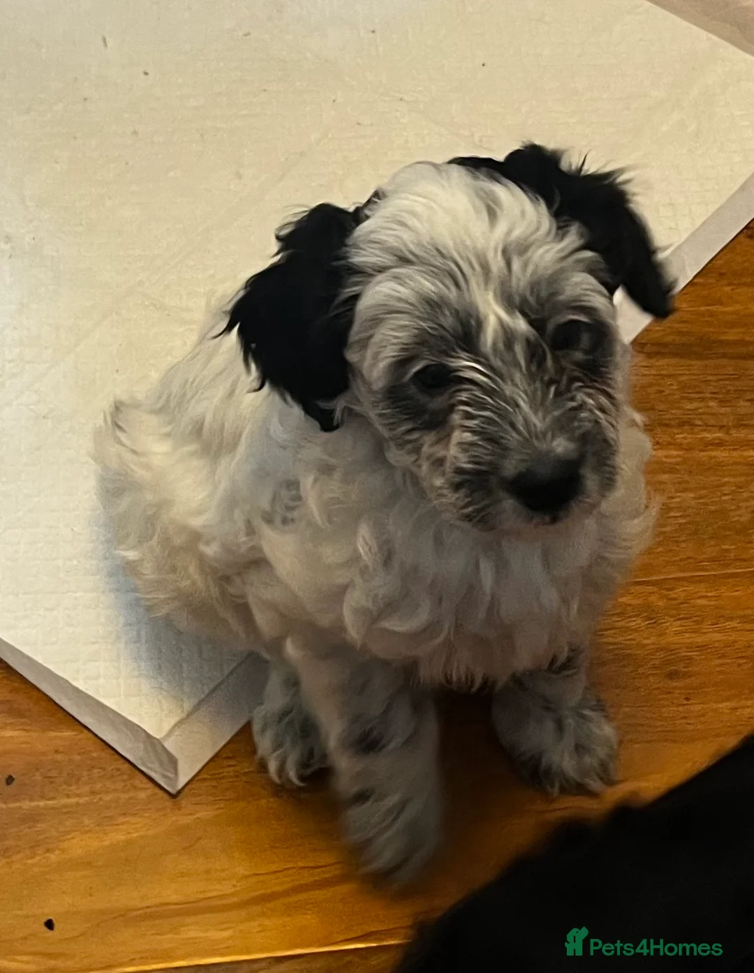 Cockapoo dogs for sale: 6 cockapoo puppies  in Aldershot - Advert 2