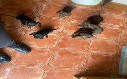 Dachshund dogs for sale: Miniature Dachshund Puppies ⭐️ only two left ⭐️ - Advert 22