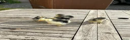 Chickens poultry for sale: PEKIN CHICKS - Advert 3