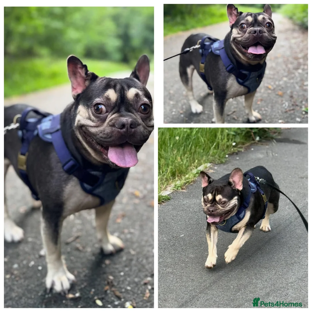 French Bulldog dogs for sale: Male french bulldog  - Advert 1