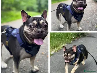 French Bulldog dogs Male french bulldog - Advert 2