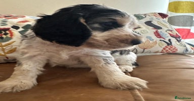 Cocker Spaniel dogs - Advert 1