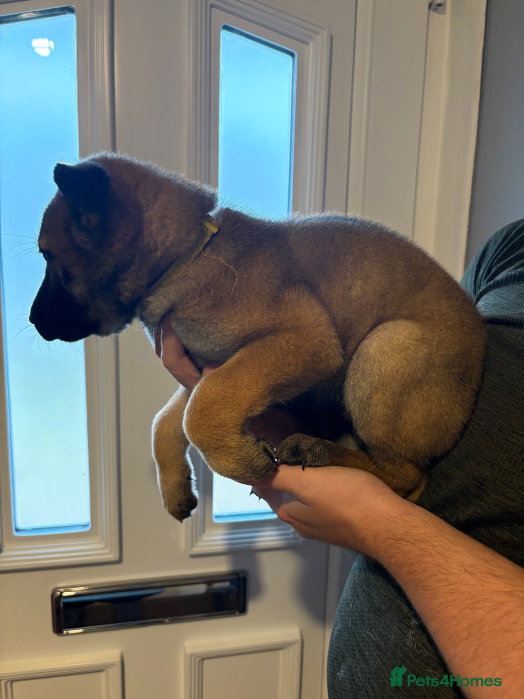 Mixed Breed dogs for sale: Siberian husky cross belgian malinois - Image 33