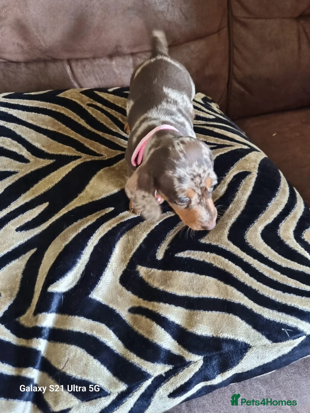 Miniature Dachshund dogs for sale: Miniature dachshund  - Advert 18