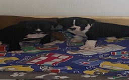 Boxer dogs for sale: Kc Boxer puppy’s bobtail and long licensed breeder - Image 28