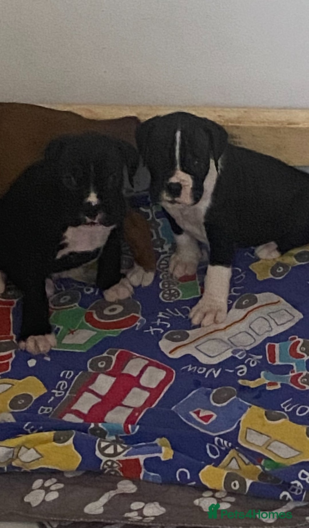 Boxer dogs for sale: Kc Boxer puppy’s bobtail and long licensed breeder - Image 28
