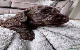 Cockapoo dogs for sale: Cockerpoos  - Image 5