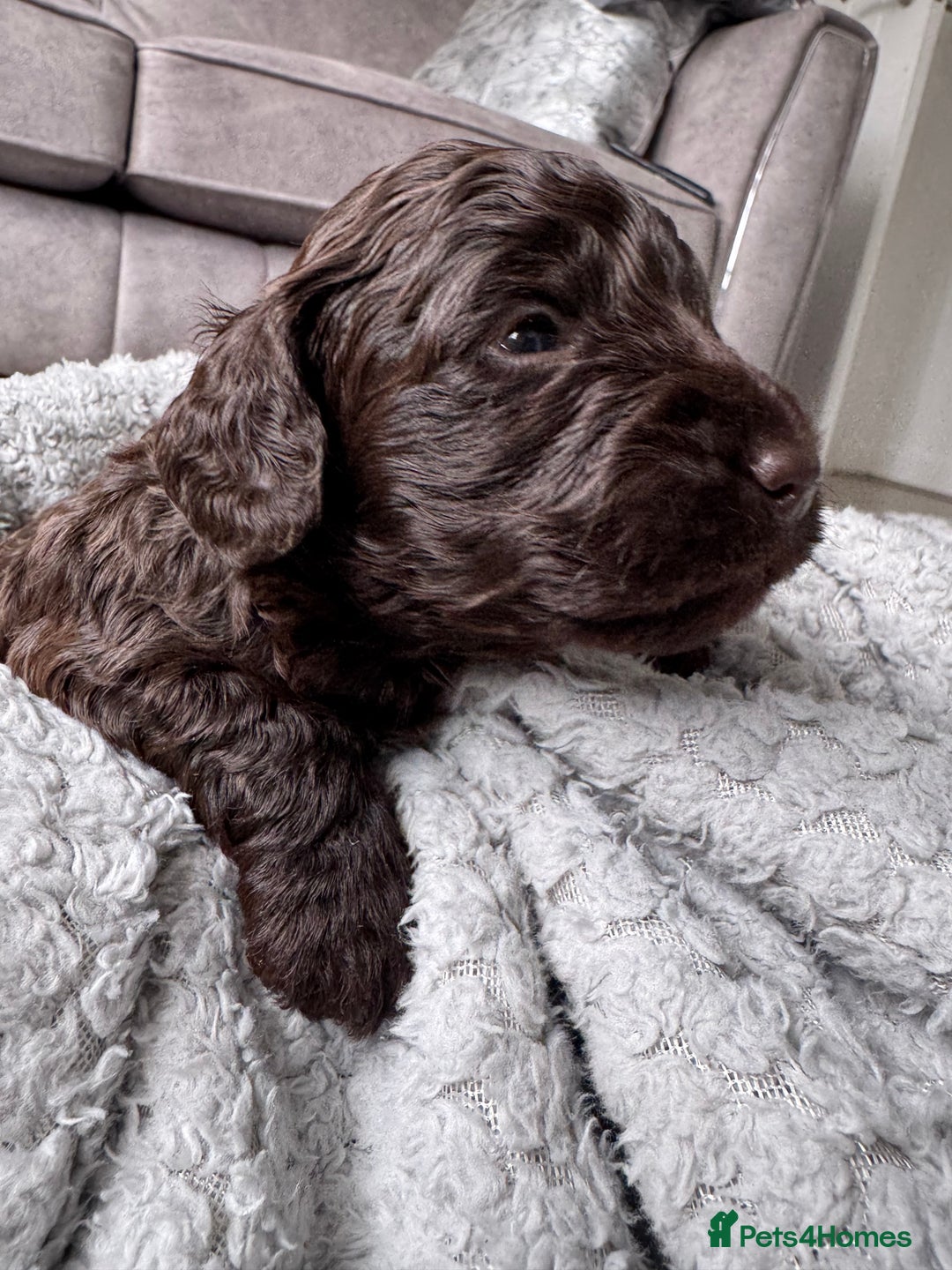 Cockapoo dogs for sale: Cockerpoos  - Image 5