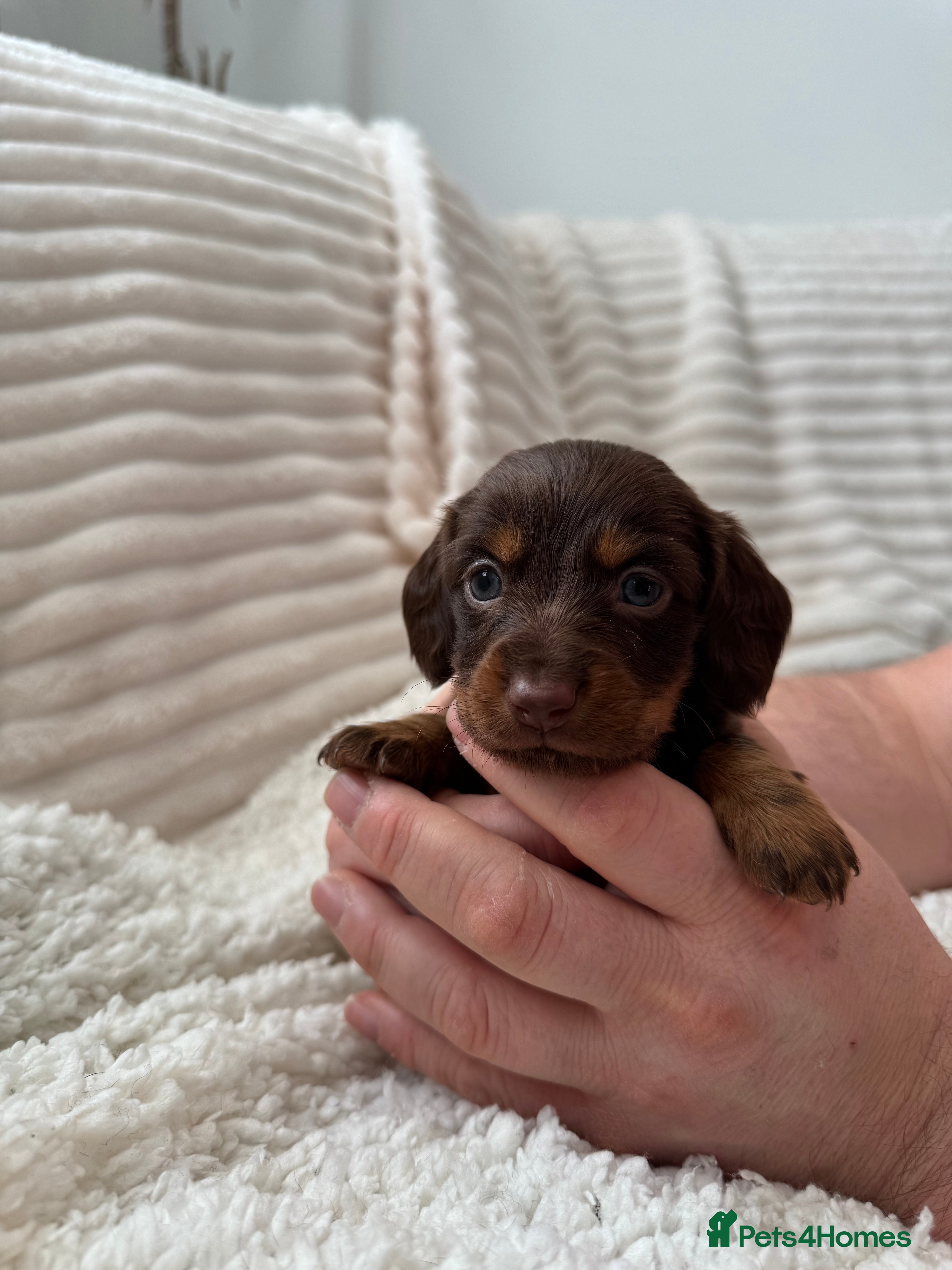 Miniature Dachshund dogs 8 Adorable miniature dachshund puppies - Advert 17