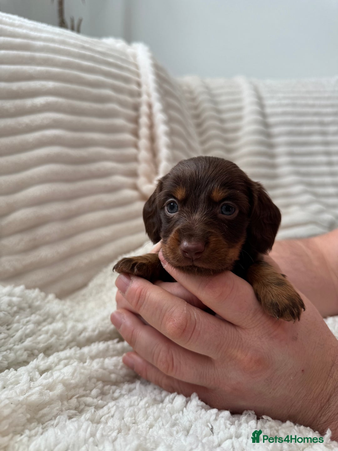 Miniature Dachshund dogs for sale: 8 Adorable miniature dachshund puppies - Advert 1