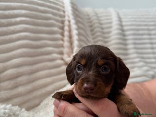 Miniature Dachshund dogs 8 Adorable miniature dachshund puppies - Advert 17
