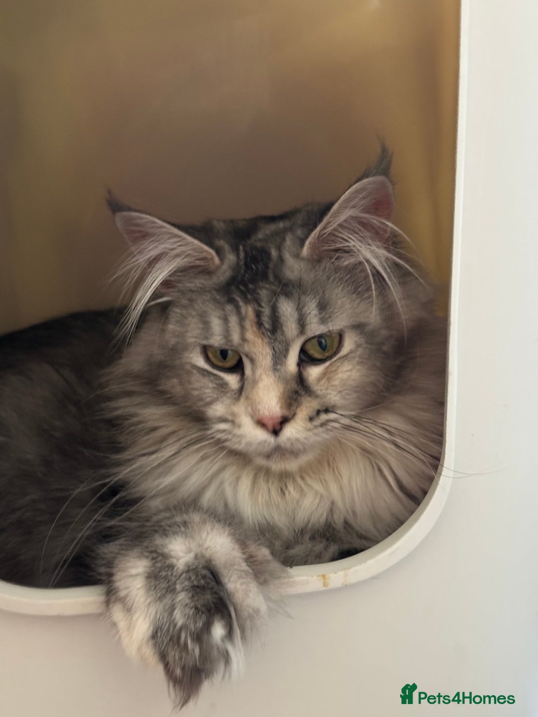 Maine Coon cats for sale: Maine Coon kittens polydactyl/non polydactyl  - Advert 8