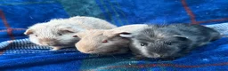 Guinea Pig rodents for sale: Trio of stunning male piggys - Advert 4
