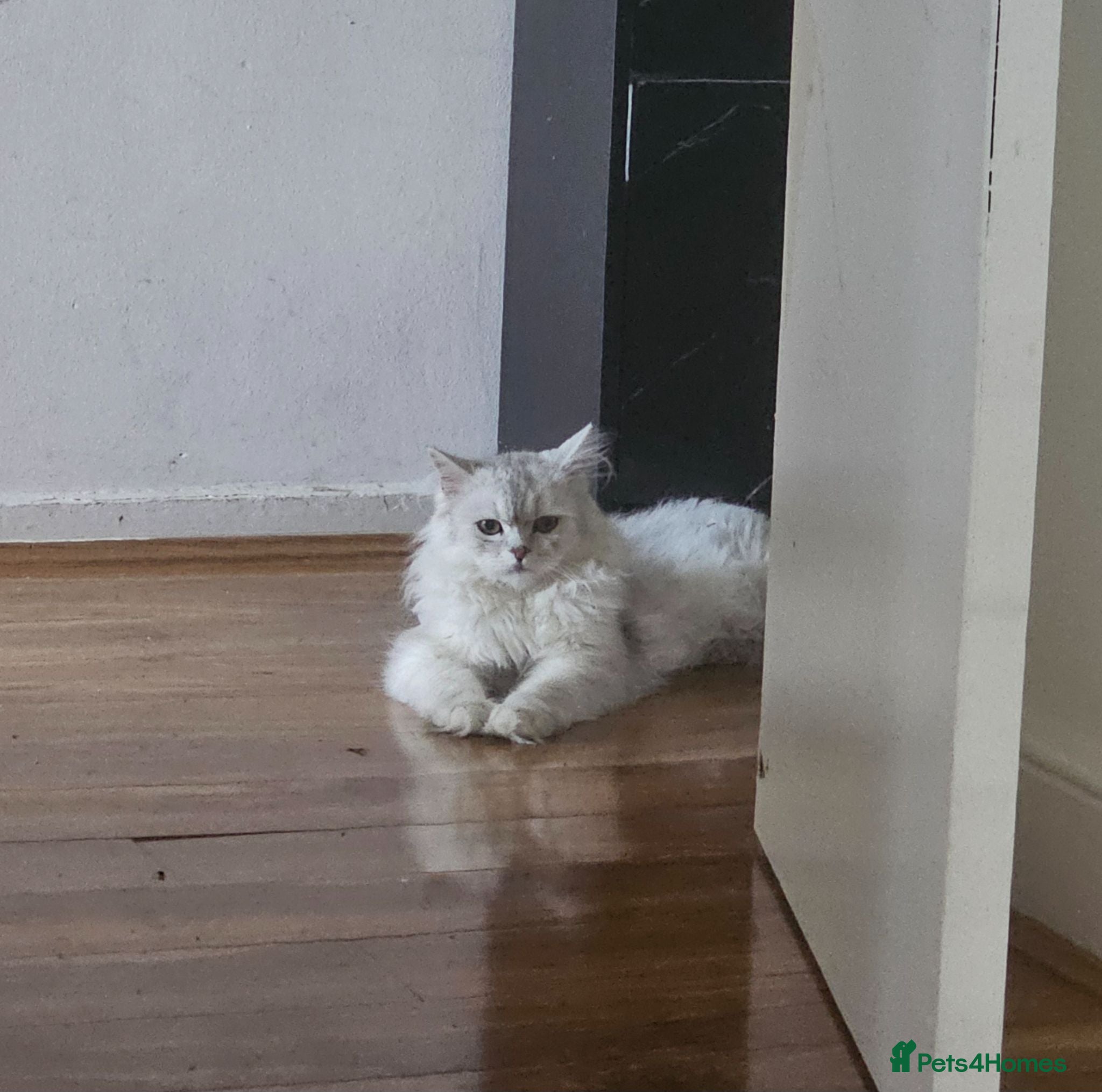 Persian cats Pure Persian Cat - Advert 1
