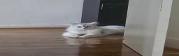 Persian cats for sale: Pure Persian Cat - Advert 1