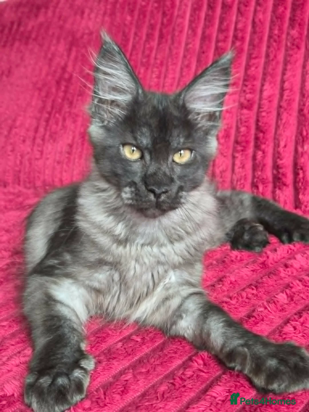 Maine Coon cats for sale: Maine Coon kittens, 2 girls , 1 boy  - Advert 20