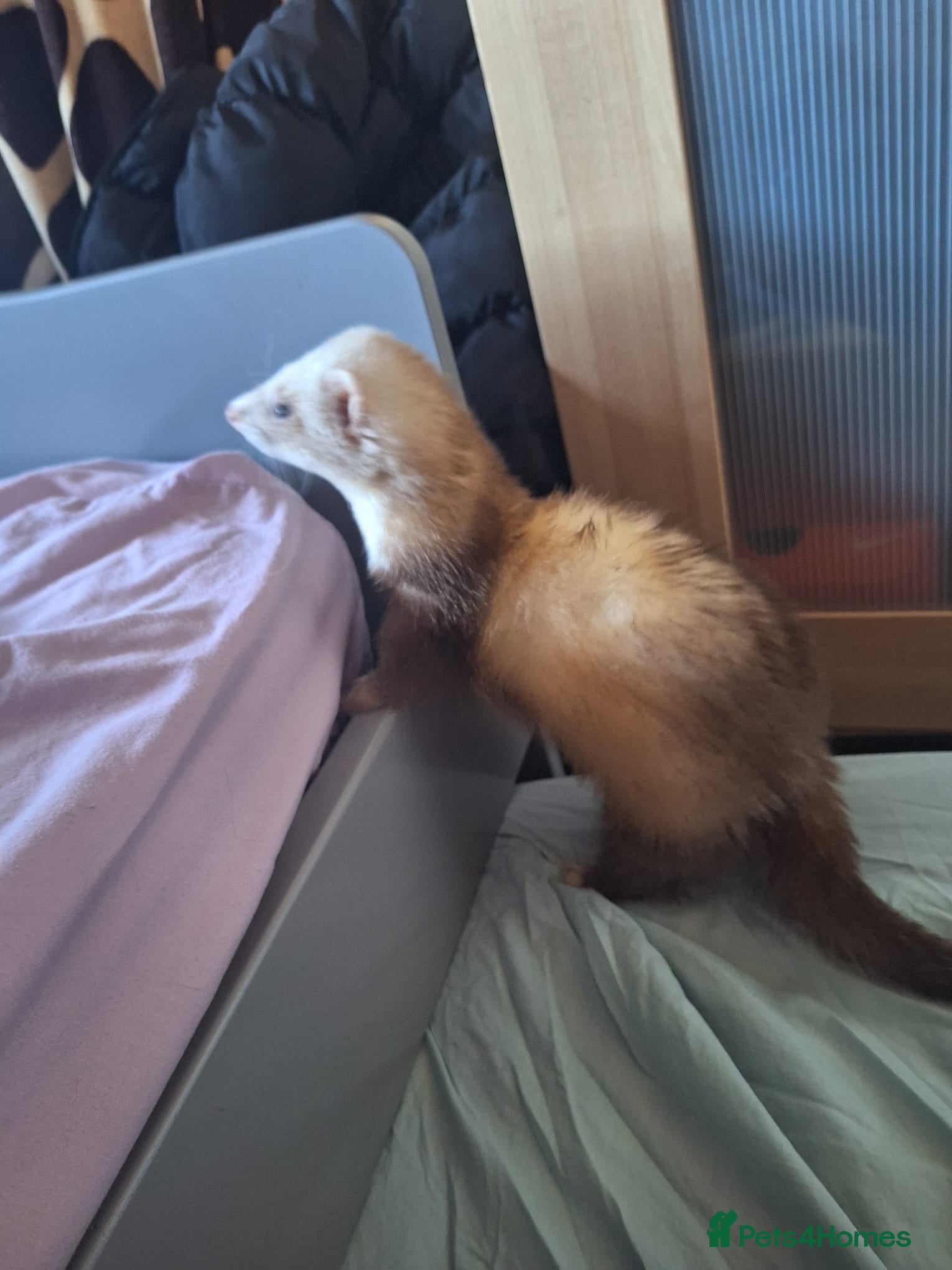 Ferret rodents Champagne hop ferret  - Advert 1