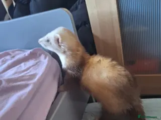 Ferret rodents Champagne hop ferret - Advert 1