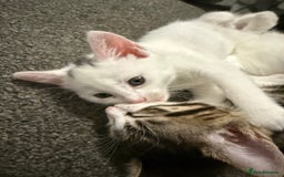 Turkish Angora cats for sale: Turkish angora kittens  - Image 4