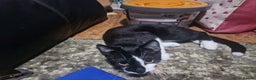 Mixed Breed cats for sale: Two male kitties need a home - Advert 6