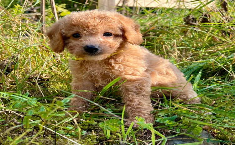 Labradoodle dogs - Advert 1