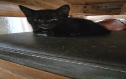 Mixed Breed cats for sale: 6 beautiful kittens for sale - Image 9
